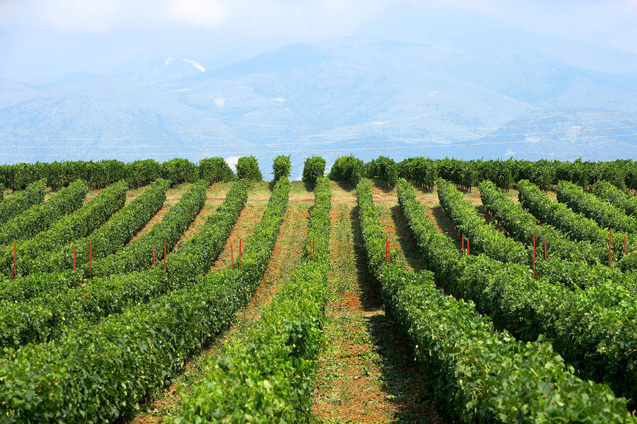 rows of vines at 'Wine Art Estate' vineyards in the background of mountains in the dense fog day